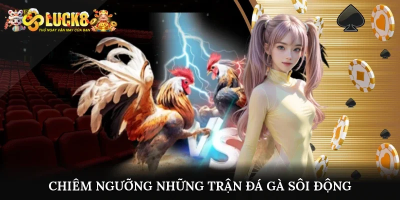Luck8 29 Cùng Luck8 chiêm ngưỡng những trận đá gà sôi động kịch tính
